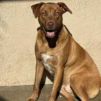 Thumbnail photo of Chase #4