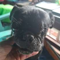 Thumbnail photo of Sancho #4