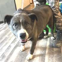 Thumbnail photo of Oreo Cookie JuM #2