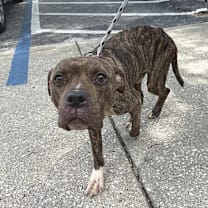 Thumbnail photo of Potato Chip #2