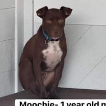 Thumbnail photo of Moochie #1