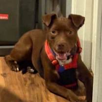 Thumbnail photo of Moochie #2