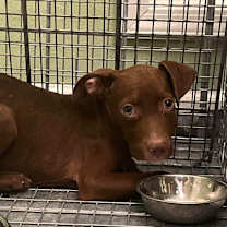 Thumbnail photo of Moochie #3