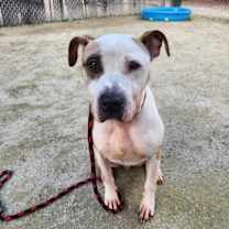 Thumbnail photo of Stan T. Rex #1