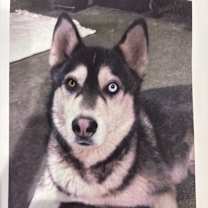 Thumbnail photo of Toby #2