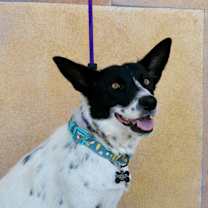 Thumbnail photo of Willow #1