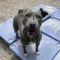 Thumbnail photo of SANDY #4