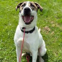 adopt-pet