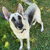 Thumbnail photo of Cleo #2