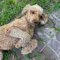 Thumbnail photo of Rowan #3