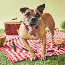 Thumbnail photo of Cake Batter #1