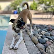 adopt-pet