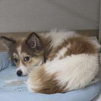 Thumbnail photo of Allo #1