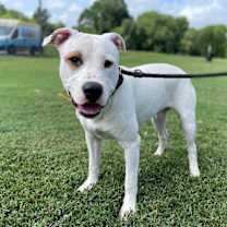 Thumbnail photo of Buster #1