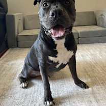 Thumbnail photo of Rocky #1