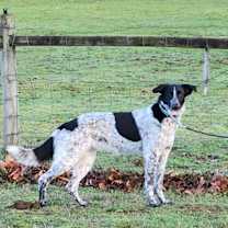 Thumbnail photo of Stevie #2