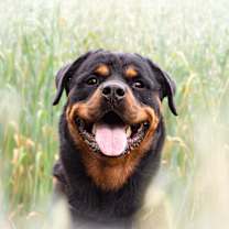 adopt-pet