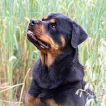 Thumbnail photo of Samantha #3