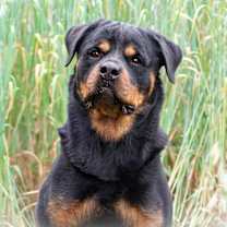 Thumbnail photo of Samantha #4