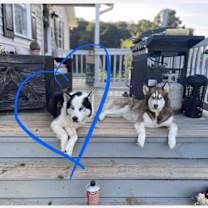 Thumbnail photo of Loki (Rambo) #2