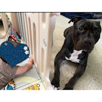 Thumbnail photo of Rocky #2