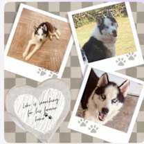 Thumbnail photo of Loki (Rambo) #4