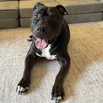 Thumbnail photo of Rocky #3