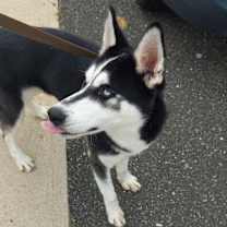 Thumbnail photo of V “Venus” #2