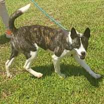 Thumbnail photo of Stinky 5862 #1