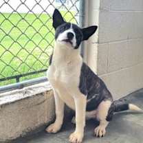 Thumbnail photo of Stinky 5862 #4