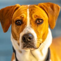 Thumbnail photo of Xenon #1