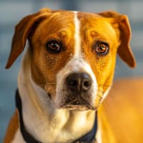 Thumbnail photo of Xenon #2