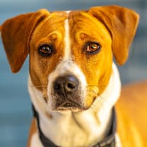 Thumbnail photo of Xenon #3