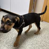 Thumbnail photo of Bessie #4