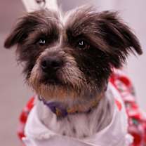 Thumbnail photo of Missy #1