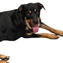adopt-pet