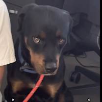 adopt-pet