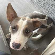 adopt-pet
