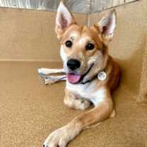 adopt-pet