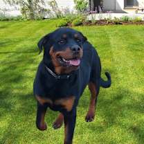 adopt-pet