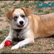 Thumbnail photo of Cinco #3