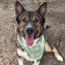 Thumbnail photo of Bronco #1