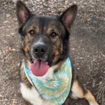 Thumbnail photo of Bronco #2