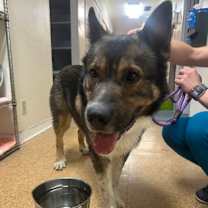 Thumbnail photo of Bronco #3