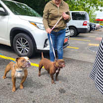 Thumbnail photo of Bowser #4