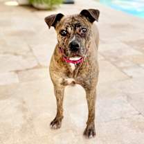 adopt-pet