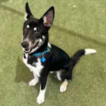 adopt-pet