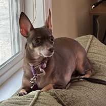 Thumbnail photo of Coco #1