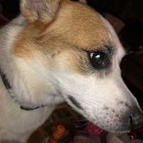 Thumbnail photo of Churry #3