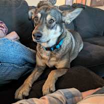 Thumbnail photo of Periwinkle (Peri) #1